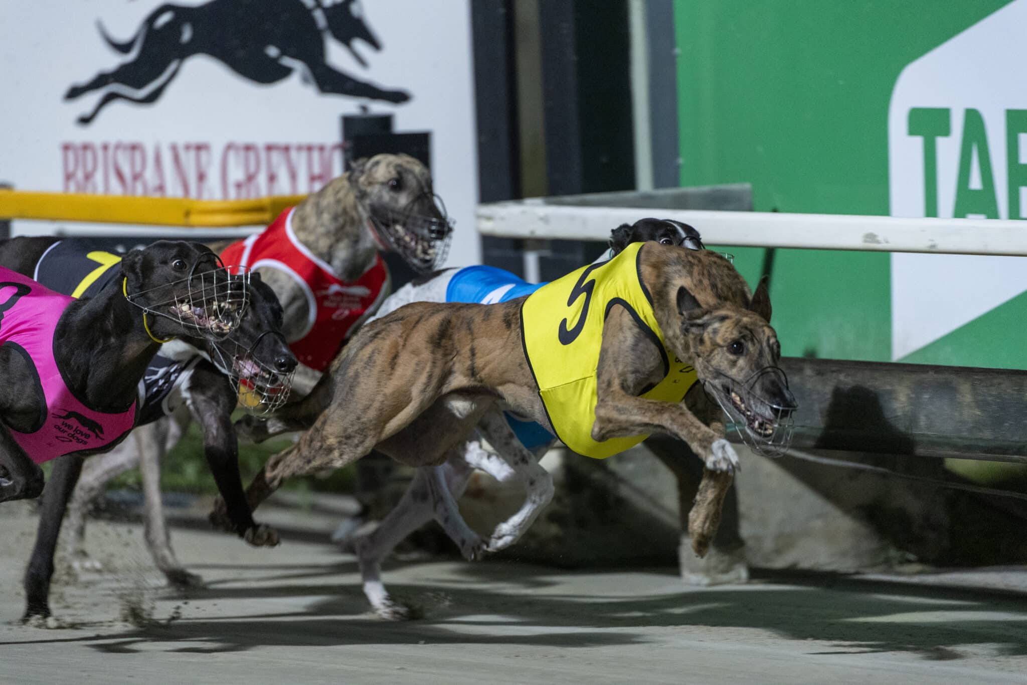 High stakes in the Derby - Greyhounds Queensland