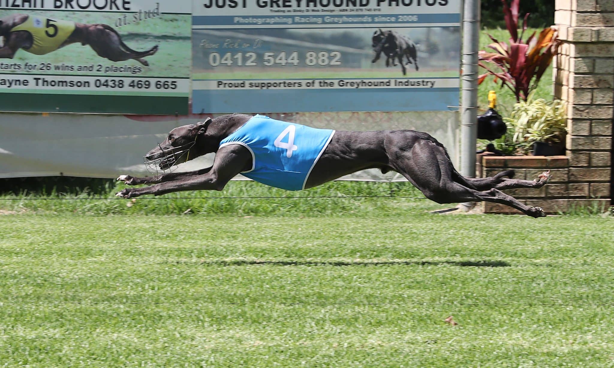 December'05 - Greyhounds Queensland