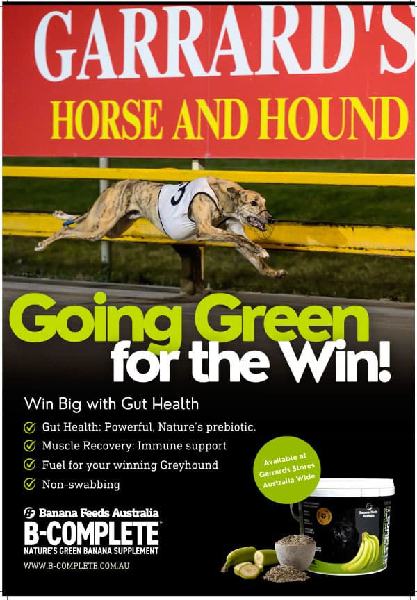 Banana Feeds Australia Advert - Gut Health Food for Greyhounds